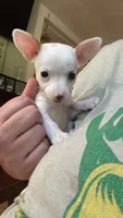 Dolly , a female Chiweenie for sale in Greenville, SC – 1 of 6