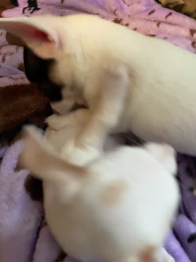 Cash, a male Chiweenie for sale in Greenville, SC – 6 of 6