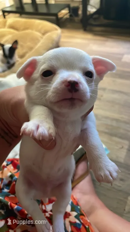 Milo  – Chiweenie puppy for sale in Greenville, SC