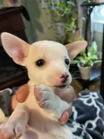 Dolly , a female Chiweenie for sale in Greenville, SC – 3 of 6