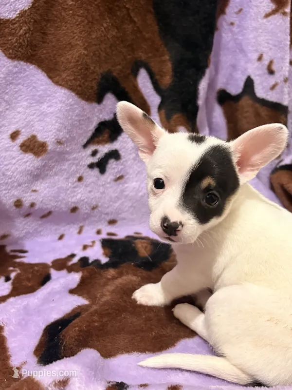 Cash  – Chiweenie puppy for sale in Greenville, SC