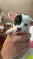Bud , a male Chiweenie for sale in Greenville, SC – 3 of 7
