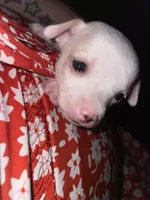 Dolly , a female Chihuahua for sale in Greenville, SC – 5 of 10