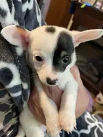 Cash, a male Chiweenie for sale in Greenville, SC – 5 of 6
