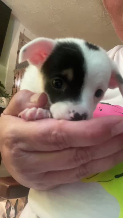 Bud , a male Chiweenie for sale in Greenville, SC – 7 of 7