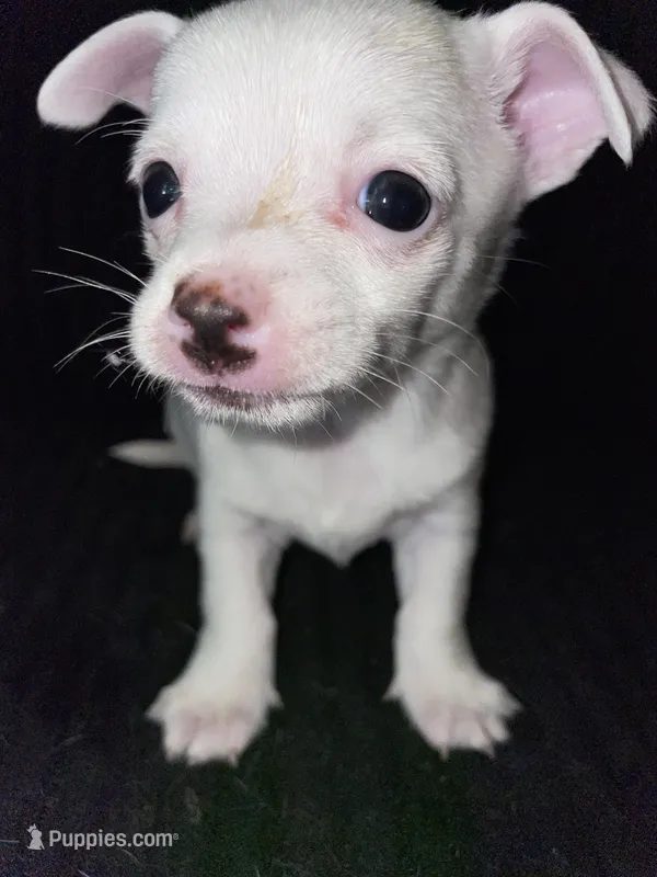 Milo  – Chiweenie puppy for sale in Greenville, SC
