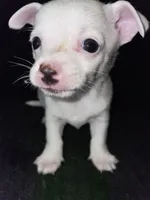 Milo , a male Chiweenie for sale in Greenville, SC – 1 of 4