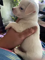 Henry , a male Chiweenie for sale in Greenville, SC – 3 of 3