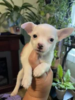Henry , a male Chiweenie for sale in Greenville, SC – 6 of 7
