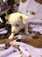 Dolly , a female Chihuahua for sale in Greenville, SC – 7 of 10