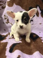 Cash , a male Chiweenie for sale in Greenville, SC – 8 of 9