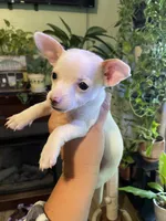 Dolly , a female Chiweenie for sale in Greenville, SC – 5 of 6