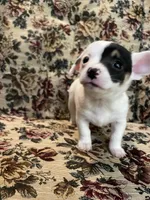 Bud , a male Chiweenie for sale in Greenville, SC – 4 of 7