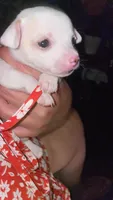 Dolly , a female Chihuahua for sale in Greenville, SC – 4 of 10