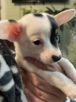 Cash, a male Chiweenie for sale in Greenville, SC – 4 of 6