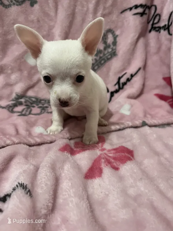 Milo  – Chihuahua puppy for sale in Greenville, SC