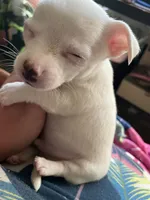 Milo , a male Chiweenie for sale in Greenville, SC – 3 of 4