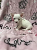 Henry , a male Chiweenie for sale in Greenville, SC – 5 of 7