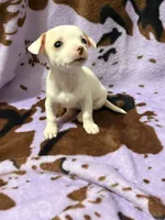 Dolly , a female Chihuahua for sale in Greenville, SC – 3 of 10