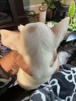 Dolly , a female Chiweenie for sale in Greenville, SC – 4 of 6