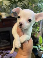 Henry , a male Chiweenie for sale in Greenville, SC – 1 of 7