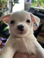 Henry , a male Chiweenie for sale in Greenville, SC – 1 of 3