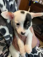 Cash, a male Chiweenie for sale in Greenville, SC – 3 of 6