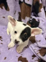 Cash , a male Chiweenie for sale in Greenville, SC – 2 of 9