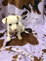 Dolly , a female Chihuahua for sale in Greenville, SC – 8 of 10