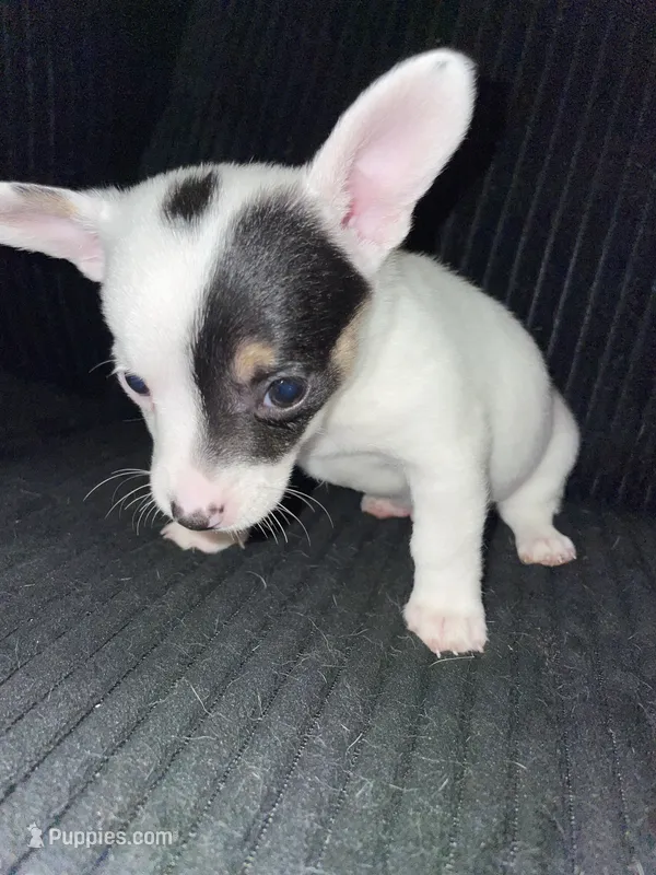Bud  – Chiweenie puppy for sale in Greenville, SC