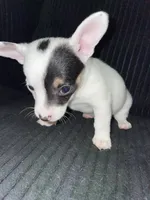 Bud , a male Chiweenie for sale in Greenville, SC – 1 of 7