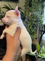Henry , a male Chiweenie for sale in Greenville, SC – 4 of 7