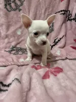 Henry , a male Chiweenie for sale in Greenville, SC – 7 of 7