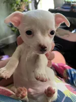 Milo , a male Chiweenie for sale in Greenville, SC – 2 of 4