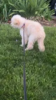 Piggy, a female Maltipoo and Poodle - Standard  for sale in Los Angeles, CA – 3 of 3