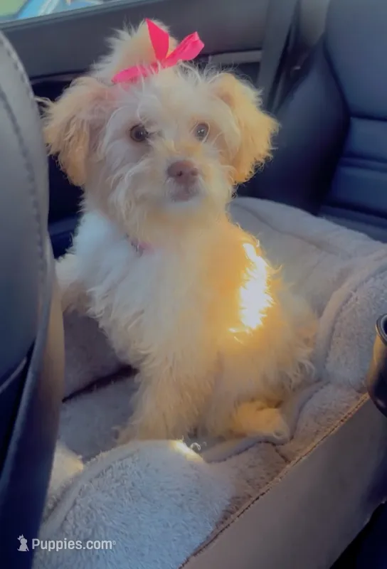 Piggy – Maltipoo, Poodle - Standard  puppy for sale in Los Angeles, CA