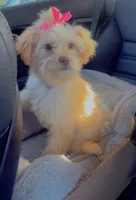 Piggy, a female Maltipoo and Poodle - Standard  for sale in Los Angeles, CA – 1 of 3