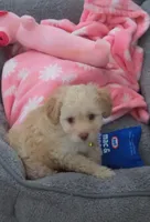 Piggy, a female Maltipoo and Poodle - Standard  for sale in Los Angeles, CA – 2 of 3