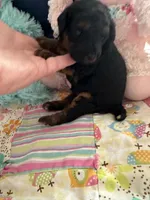 Akc meme , a female Poodle - Toy  for sale in Everton, MO – 2 of 3