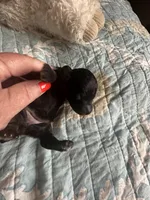 Akc cricket, a female Poodle - Toy  for sale in Everton, MO – 2 of 4