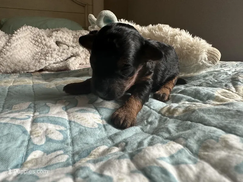 Akc Suzanne – Poodle - Toy  puppy for sale in Everton, MO