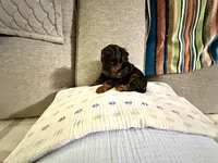 Akc Johnny , a male Poodle - Toy  for sale in Everton, MO – 2 of 2