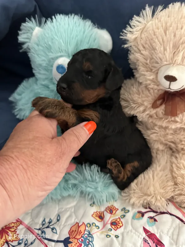 Akc Jerome – Poodle - Toy  puppy for sale in Everton, MO