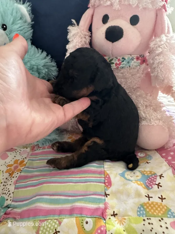 Akc meme , a female Poodle - Toy  for sale in Everton, MO – 1 of 3