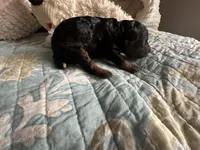 Akc Tooty , a female Poodle - Toy  for sale in Everton, MO – 3 of 3