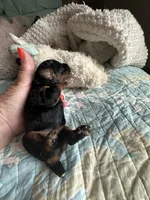 Akc Tooty , a female Poodle - Toy  for sale in Everton, MO – 2 of 3