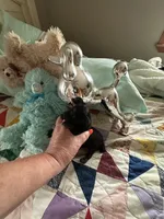Akc cricket, a female Poodle - Toy  for sale in Everton, MO – 4 of 4