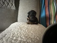 Charity Rose, a female Poodle - Toy  for sale in Everton, MO – 4 of 4