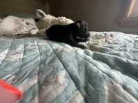 AKC tiny Teddy, a male Poodle - Toy  for sale in Everton, MO – 3 of 3