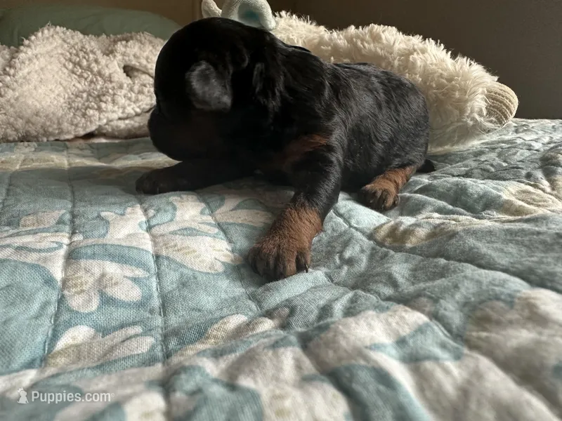 AKC sidekick – Poodle - Toy  puppy for sale in Everton, MO